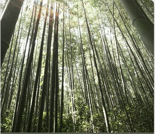Eco-Friendly Towels